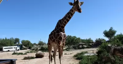 Pancho, la jirafa del Centro Ecol�gico