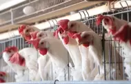 Detectan caso de gripe aviar AH5 en granja de Cajeme