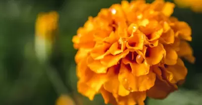 Flor de cempasuchil