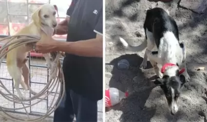 Perros rescatados en Cajeme