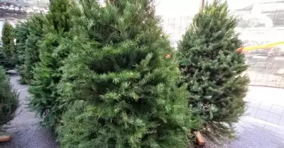 Pinos navide�os