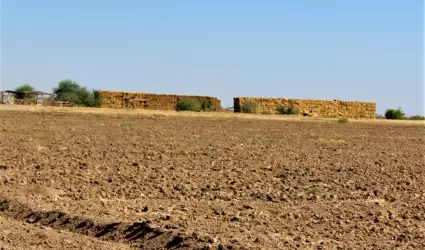 Cultivo del trigo en el Valle de Mexicali