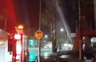 VIDEO Arden palmeras en bulevar Rodríguez