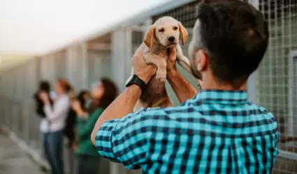 Adopci�n de mascotas
