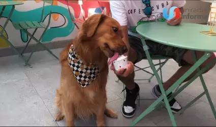 Consienten a mascotas de Tijuana llevandolos a la heladeria