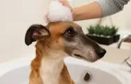 Shampoo en seco para baar a tu perro en tiempo de fro