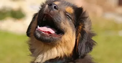 Perro