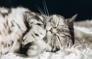 Camas cmodas y suavecitas para gatos