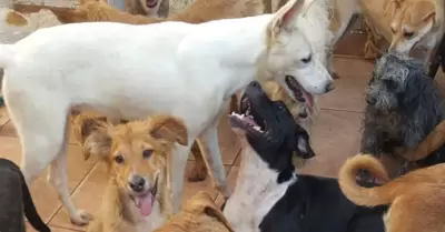 Reugio canino de D�maris Acosta