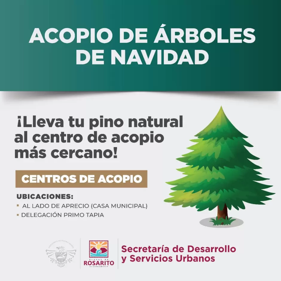 Acopio de �rboles de navidad