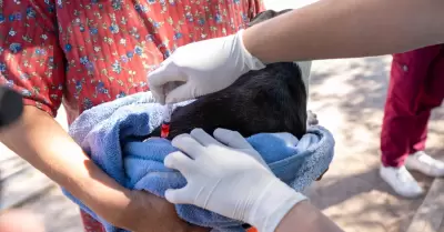 Vacunaci�n antirr�bica canina y felina