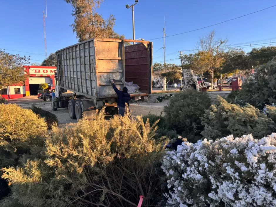 Acopio de �rboles de navidad