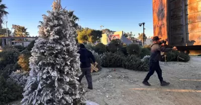Acopio de �rboles de navidad