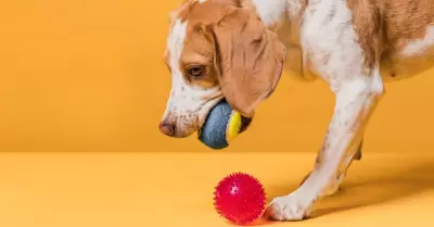 Juguetes interactivos para perros - Uniradio Informa