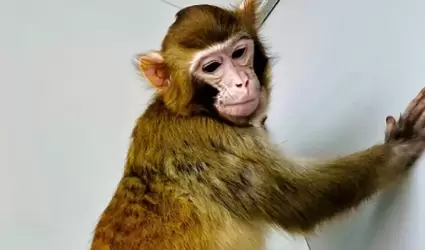Un mono reshus fue clonado con xito por cientficos chinos