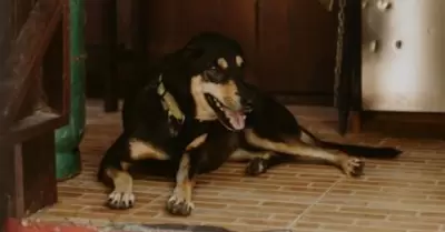 Perro
