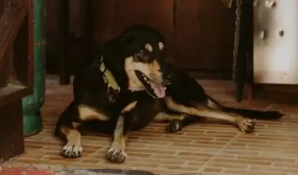 Perro