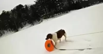 Perrita ayuda a rescatar a su dueo de un lago congelado