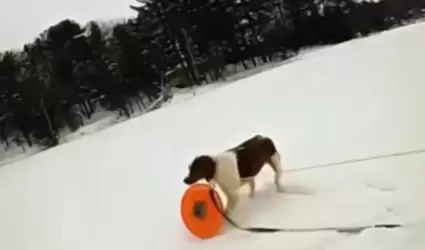 Perrita ayuda a rescatar a su dueo de un lago congelado
