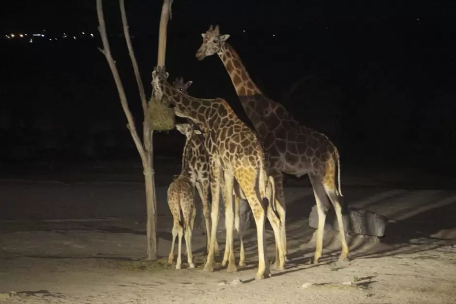 Despus de un viaje de ms de 50 horas desde Ciudad Jurez, Chihuahua, llega la jirafa Benito a Africam Safari.