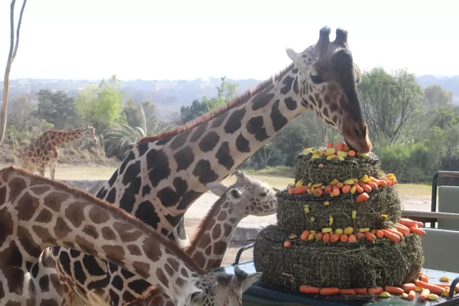 Benito conoce a su nueva familia en Africam Safari, Puebla