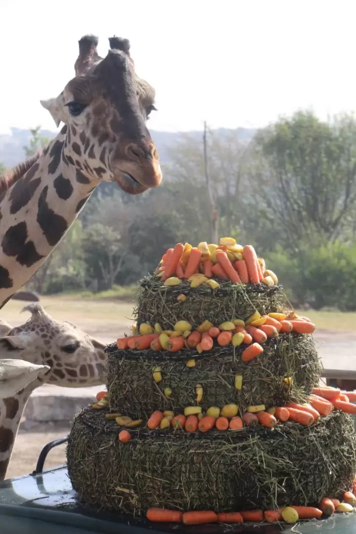 Benito conoce a su nueva familia en Africam Safari, Puebla