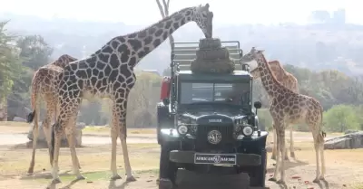 Benito conoce a su nueva familia en Africam Safari, Puebla