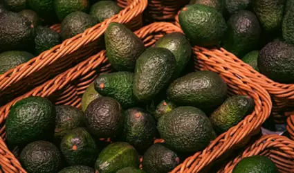 Aguacate mexicano