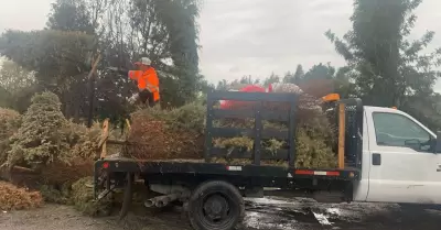 Reciclaje de �rboles navide�os