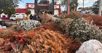 Concluye campa�a de acopio de �rboles navide�os