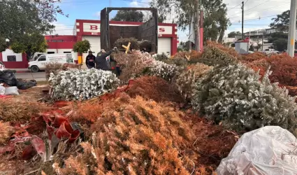Concluye campa�a de acopio de �rboles navide�os