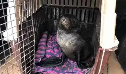 Cra de foca rescatada en Playas de Tijuana