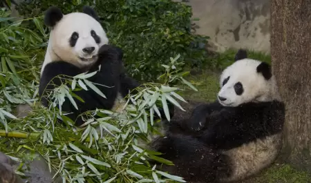 Pandas gigantes