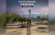 Muere "Pancho", la jirafa jubilada del Centro Ecológico de Sonora