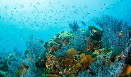 Biodiversidad marina