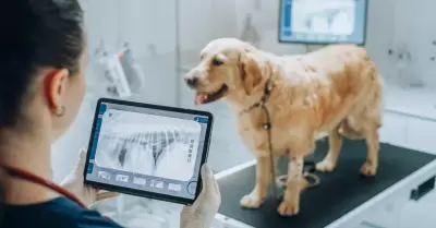 Cl�nica veterinaria