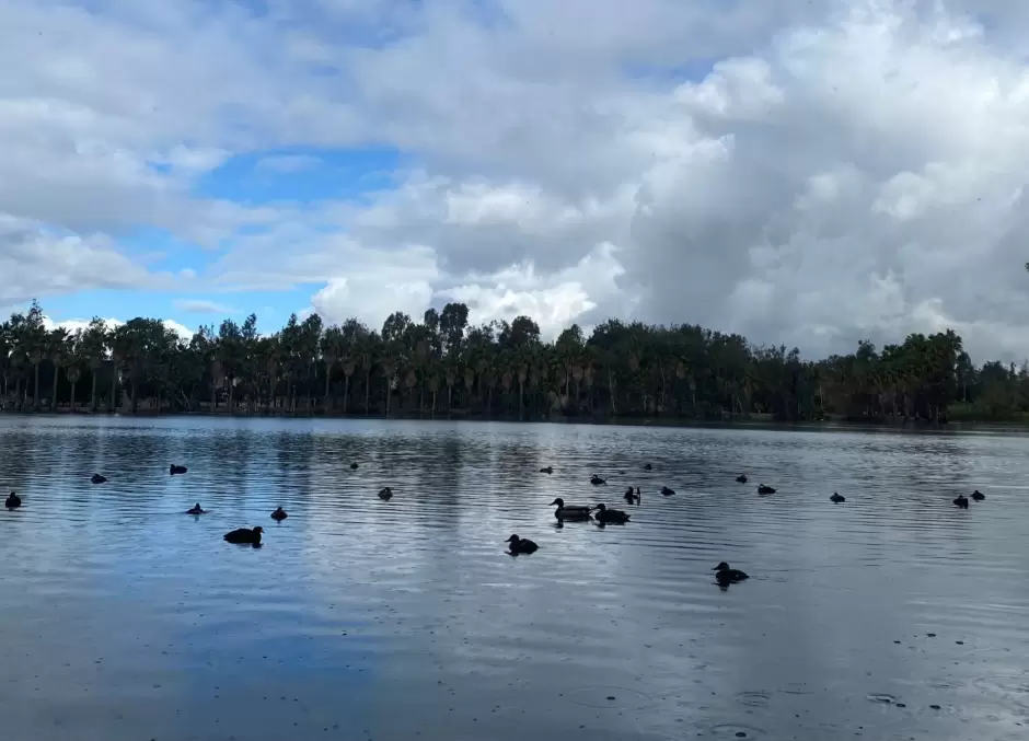 Lago del Parque de la Amistad se convierte en hogas temporal de aves migratorias