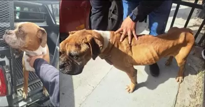Tras un cateo por maltrato animal, la FGE rescata a dos caninos