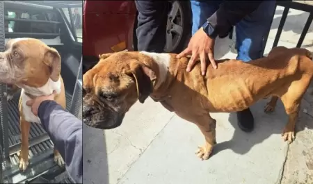 Tras un cateo por maltrato animal, la FGE rescata a dos caninos