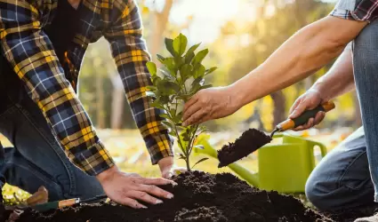 plantando �rboles