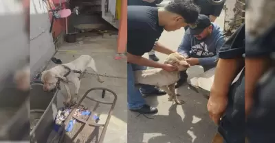 Ejecuta la Fiscala Regional de Tijuana dos cateos por maltrato animal