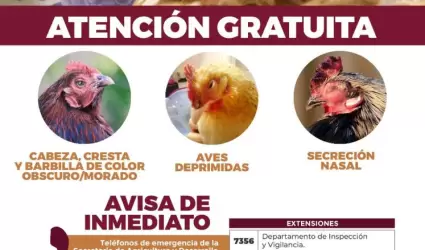 Exhortan a prevenir y reportar casos por gripe aviar