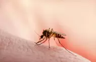 Condado de San Diego realizar la primera entrega de larvicidas contra mosquitos de 2024