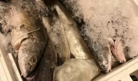 Decomisan metanfetamina en una hielera llena de pescado