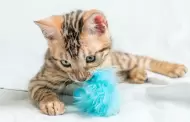 Juguetes con catnip para gatos