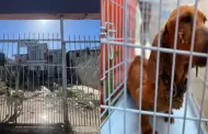 Resguardan a tres caninos tras cateos por maltrato animal realizados por la FRT