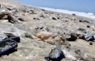 Se registra presencia de medusas en playas de Rosarito y Tijuana; advierten riesgos al tocarlas