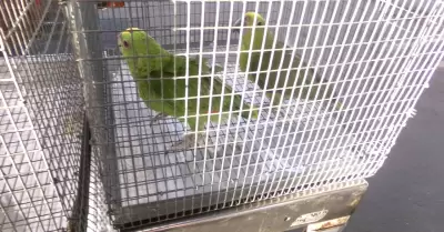 Contrabandistas capturados por intentar traficar animales