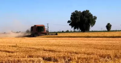 Cosecha de trigo