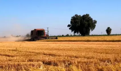 Anuncia AGRICULTURA el inicio de la cosecha triguera 2023-2024 en el Valle de Me